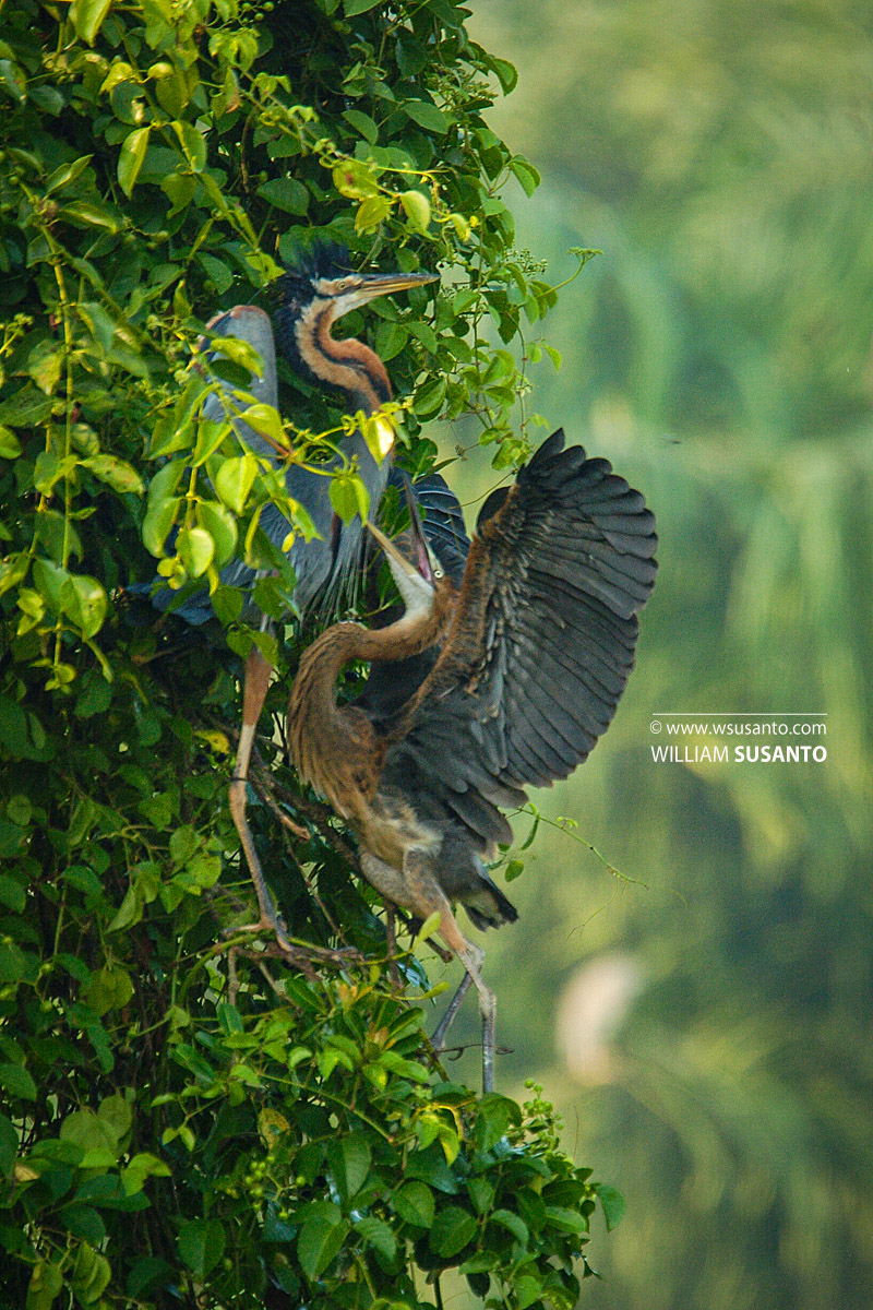 Purple Herons